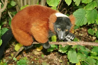 u，哺乳动物，树木居民