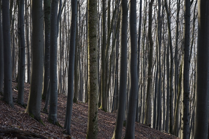 山毛榉木，株，山毛榉原木，关闭关闭，预定