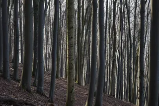 山毛榉木，株，山毛榉原木，关闭关闭，预定