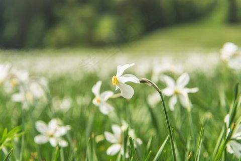 鲜花，花园，绿色，草，原野，自然