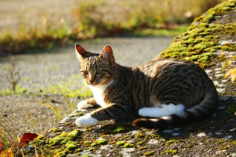 猫,秋季,鲭鱼,小猫,虎猫,家猫 猫,秋季,鲭鱼,小猫,虎猫,家猫
