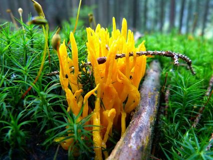 蘑菇，山羊胡子，珊瑚样，植物