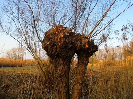 大自然，牧场，树，棒，分支机构，部落，芦苇