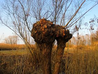 大自然，牧场，树，棒，分支机构，部落，芦苇