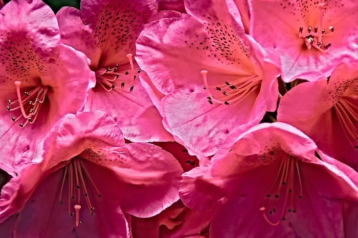 杜鹃花，花朵，粉红色