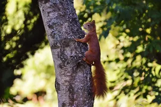 松鼠，纳格，可爱，自然，啮齿动物，爬，花园