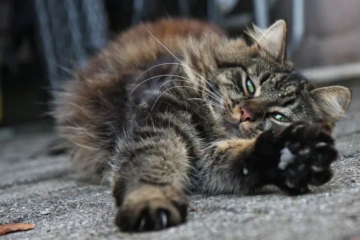 猫，打zing睡，放松
