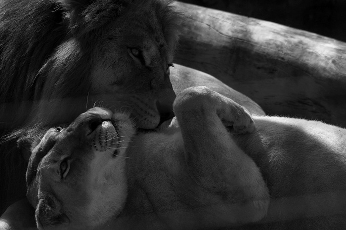 狮子,猩猩,非洲野猪,头发,脊椎动物,无生命