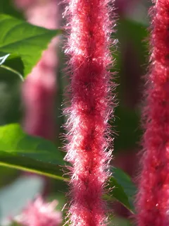 Katzenschwaenzchen，植物，Acalypha Hispida，热带