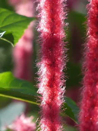 Katzenschwaenzchen，植物，Acalypha Hispida，热带