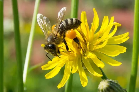蜜蜂,收集蜂蜜,蜜蜂,黄色,花,昆虫 蜜蜂,收集蜂蜜,蜜蜂,黄色,花,昆虫