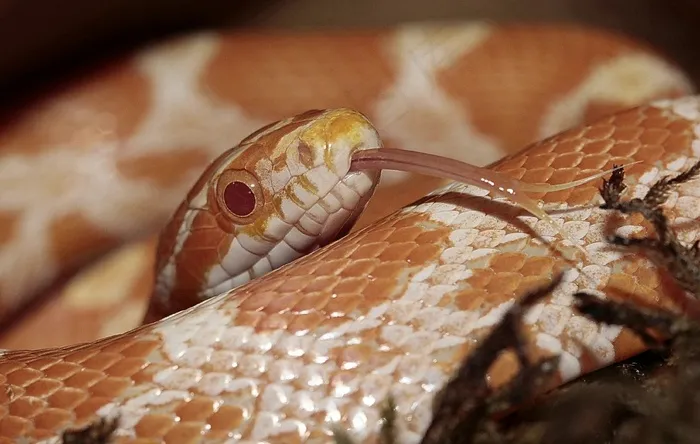 玉米蛇，Pantherophis Guttatus Schlange，蛇