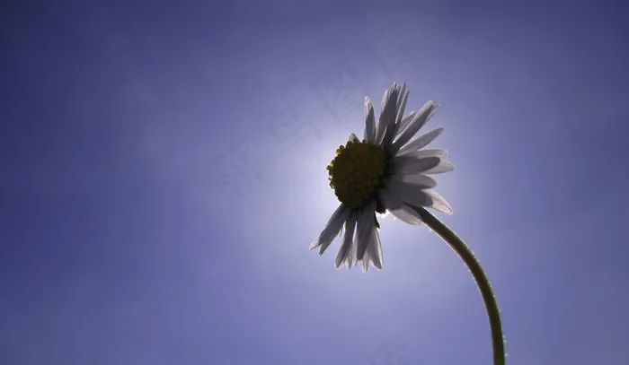 花，太阳