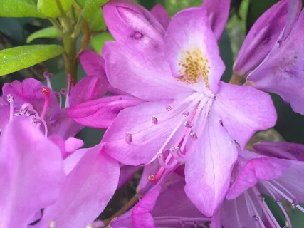 杜鹃花,春季,浅粉红色 杜鹃花,春季,浅粉红色