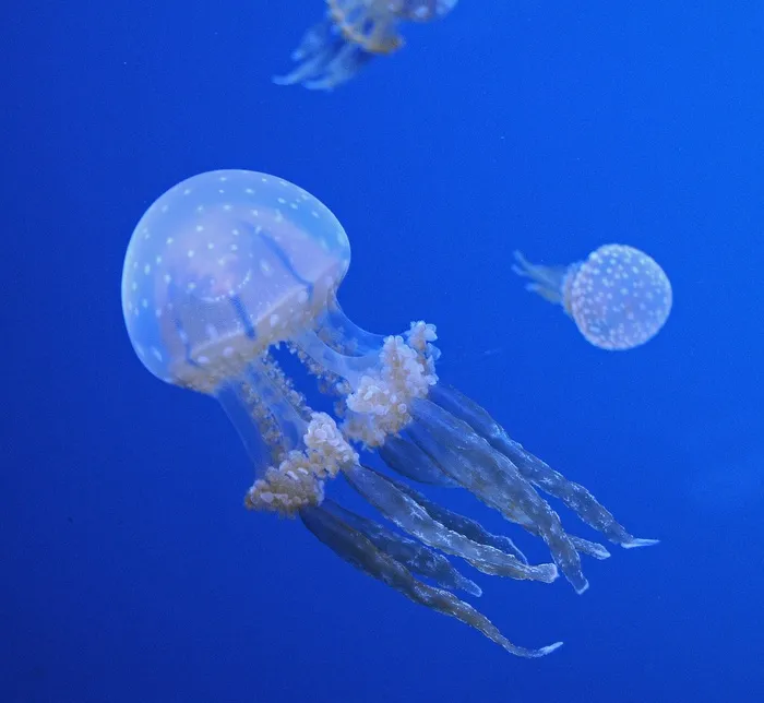 水母，海洋，水生生物，动物，触手