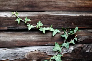 墙，木墙，性质，缠绕，结构，粮食