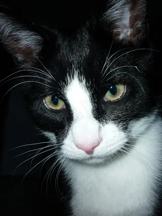 猫，关闭，家猫，头，猫脸，阿迪达斯