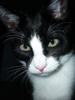 猫,关闭,家猫,头,猫脸,阿迪达斯 猫,关闭,家猫,头,猫脸,阿迪达斯