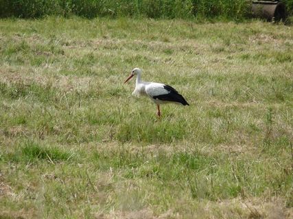 鹳，鸟，比尔，系泊，沼泽，自然保护区，自然