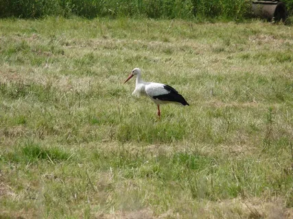 鹳，鸟，比尔，系泊，沼泽，自然保护区，自然