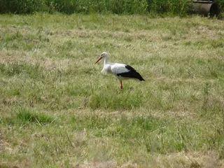 鹳，鸟，比尔，系泊，沼泽，自然保护区，自然