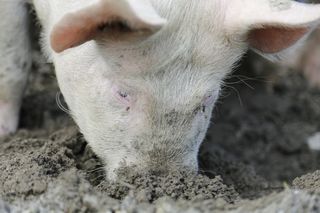 猪，母猪，家猪，牲畜，快乐猪，农场