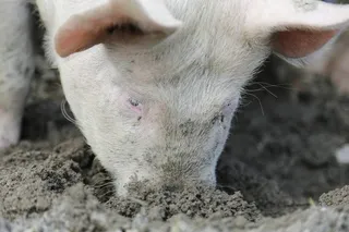 猪，母猪，家猪，牲畜，快乐猪，农场