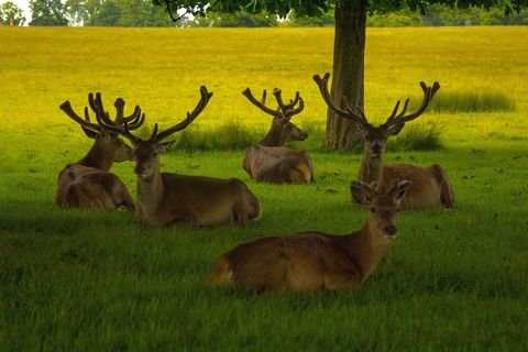 鹿，Priroda，游戏