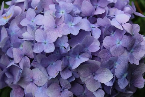 紫色,花朵,春天,雨滴 紫色,花朵,春天,雨滴