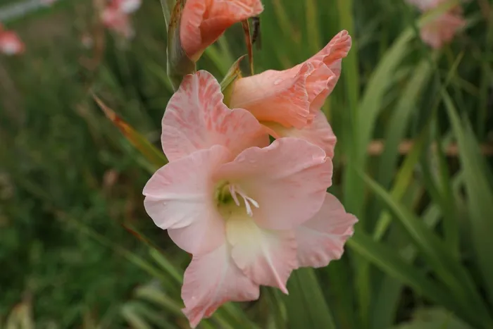 唐diol蒲，鲜花，粉红色，绿色，公园，牧场