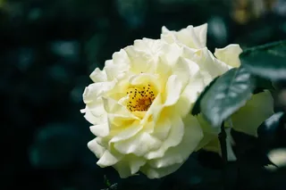 黄玫瑰,白月季,花卉,白茶花,玫瑰花,白玫瑰