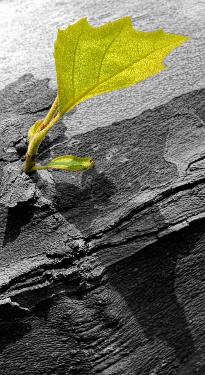 引擎，年轻，新增功能，叶，接穗，Ebv，色键，性质