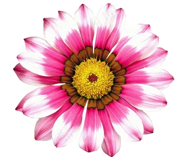 植物,花卉,菊花,勋章花,扶郎,白色背景上的红色头花的替代