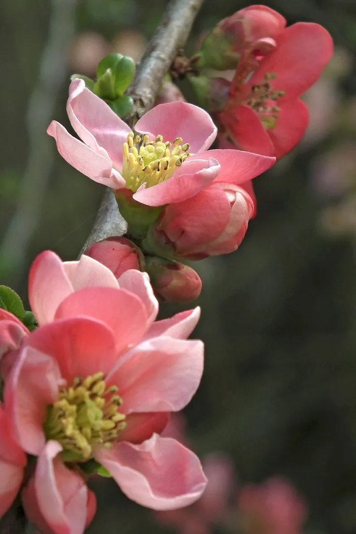 木瓜，红色，粉红色，鲜花，芽