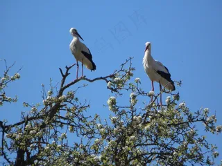 鹳，鹳，拨浪鼓鹳，鸟类，动物，天空，鸟