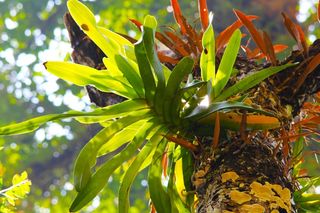 植物，树，蕨类，绿色，自然，环境，夏天