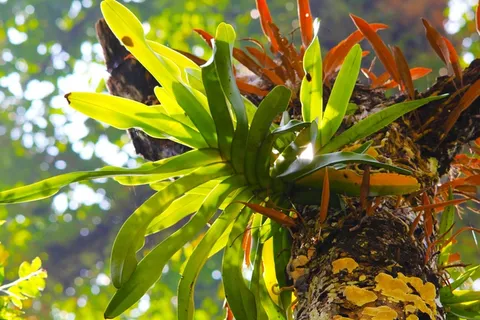 植物,树,蕨类,绿色,自然,环境,夏天 植物,树,蕨类,绿色,自然,环境,夏天