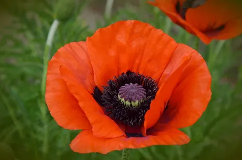 罂粟,Klatschmohn,红色,花,夏天 罂粟,Klatschmohn,红色,花,夏天