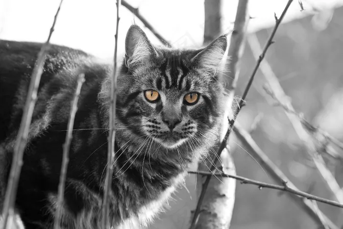 宿醉，Mainecoon，树，眼睛，猫，猫肖像