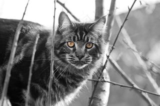 宿醉，Mainecoon，树，眼睛，猫，猫肖像