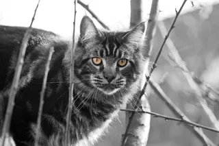 宿醉，Mainecoon，树，眼睛，猫，猫肖像