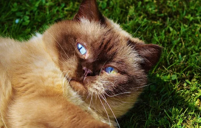 猫，英国短毛猫，戏剧，米氏，纯种，亲爱的
