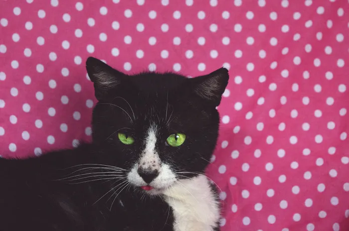 猫，可爱，家猫，宠物，猫的样子，狡猾，动物