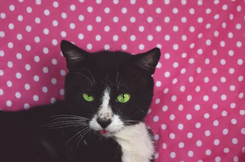 猫，可爱，家猫，宠物，猫的样子，狡猾，动物