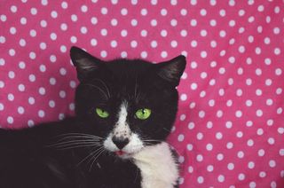 猫，可爱，家猫，宠物，猫的样子，狡猾，动物