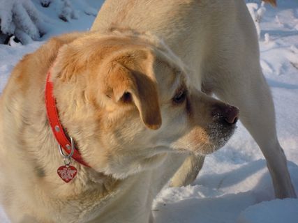 拉布拉多犬，狗，冬天