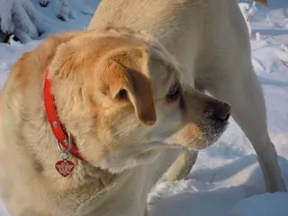 拉布拉多犬，狗，冬天