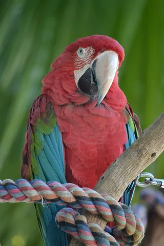 鹦鹉，红色，动物
