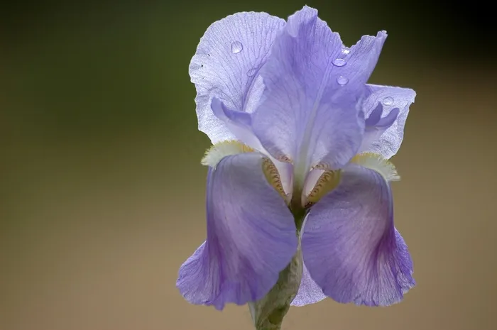 花，春天，紫色，虹膜