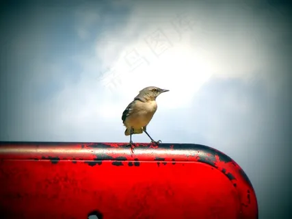 鸟飞，动物，天空，人见人爱，自然，翅膀，鸟喙，羽毛